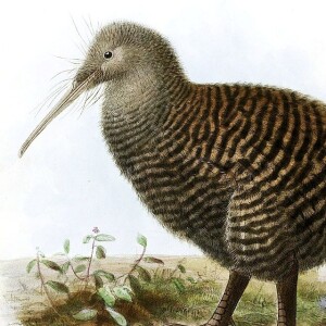 Nature World Podcast - The Great Spotted Kiwi