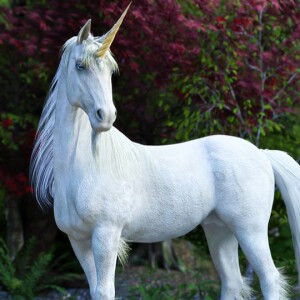 Nature World Podcast - Are Unicorns Real?