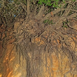 44: Roots, Roots, Roots (Colossians Up Close, pt. 8)