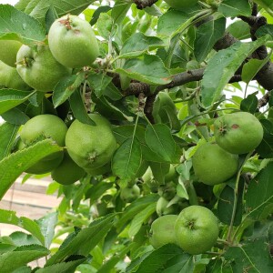 Homestead vegetable and fruit selections