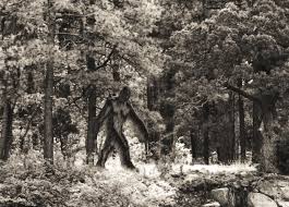 The Great Bigfoot Roundup