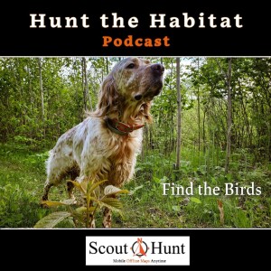 #15 Judging Grouse Habitat Effectively | What Every Grouse Hunter Should Know