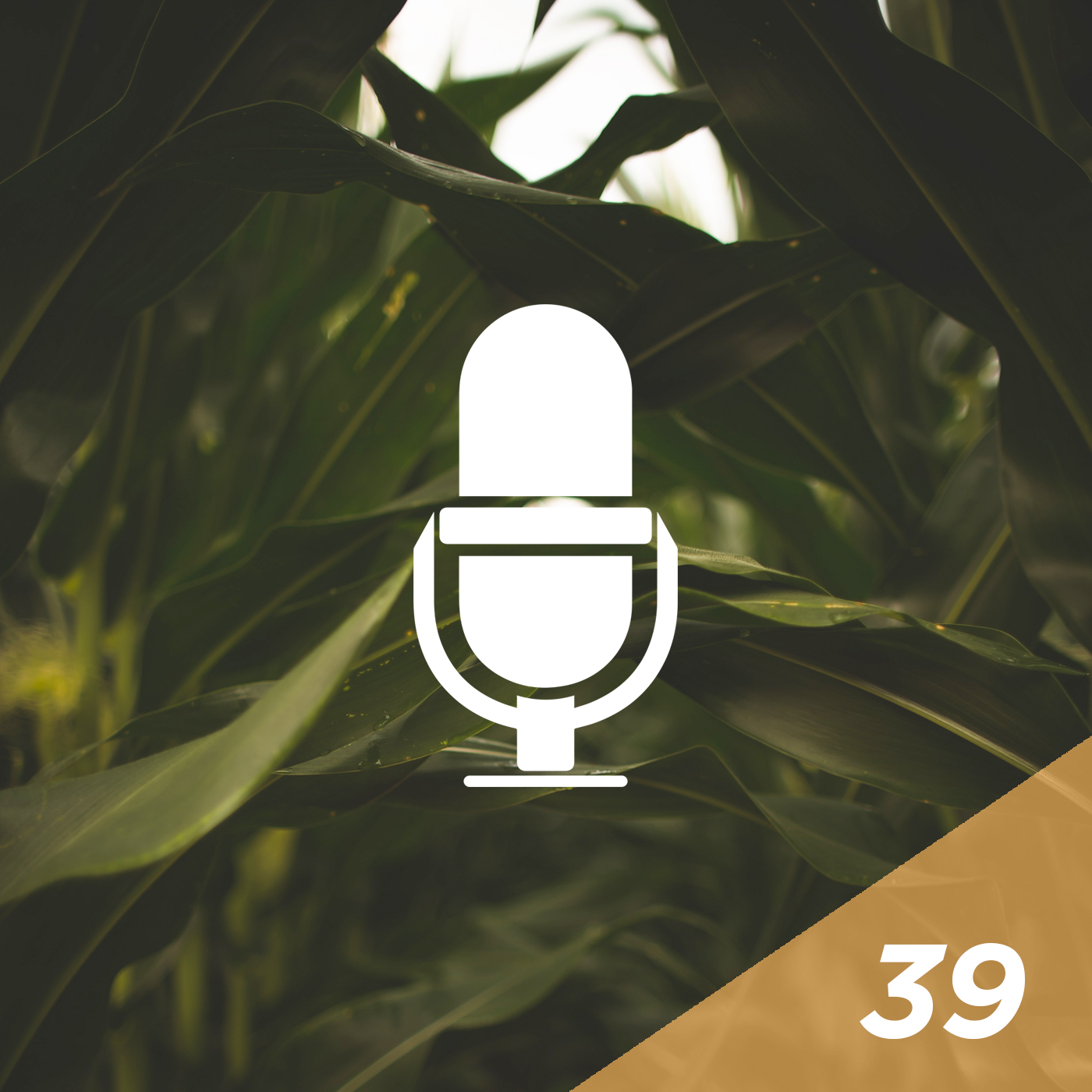 #39 - Where Do Modern Corn Hybrids Come From?