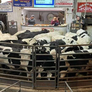 Strong markets at Long Prairie Livestock