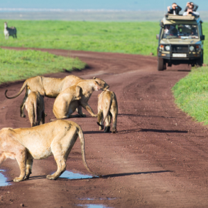 Capt. Ambrish Sharma | Embark on a Memorable Safari Adventure in East Africa
