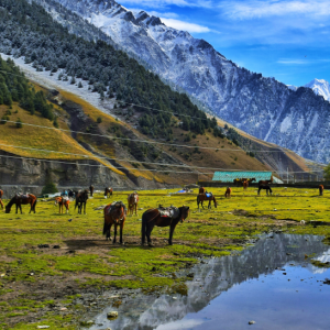 Capt. Ambrish Sharma | Things to do on Kashmir Ladakh Tour