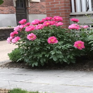 Rambling Rose