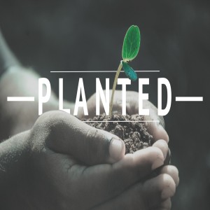 Planted - John Filmer