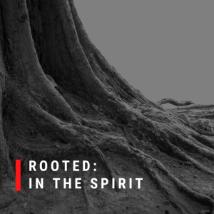 Rooted: In the Spirit | John Filmer