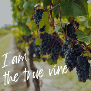 I Am the true vine | John Filmer
