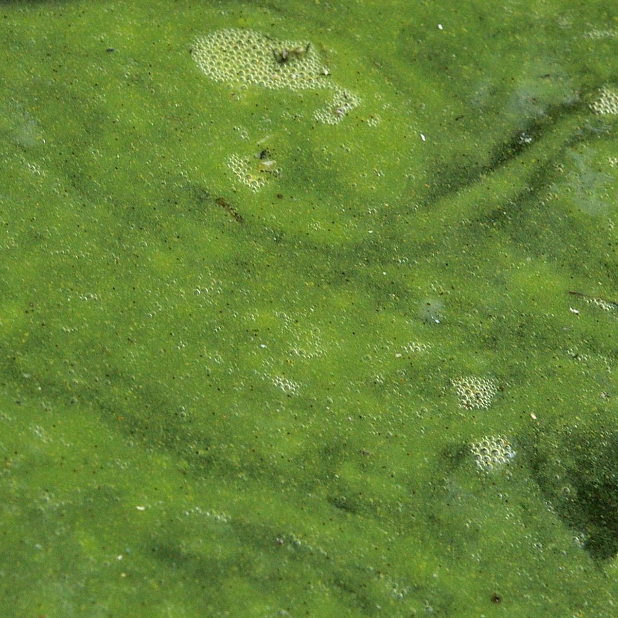 Spa Chemicals Series #3 - Algae In Your Hot Tub