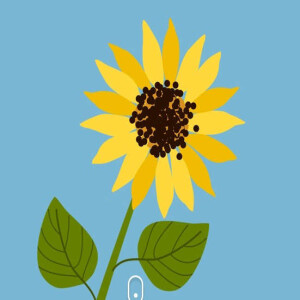 It’s Sunflower Day!