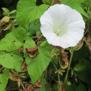 How to stop bindweed taking over your garden