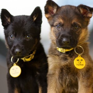 Puppies left to die in plastic bag