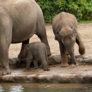 Gerry Creighton on tragic elephant deaths at Dublin Zoo