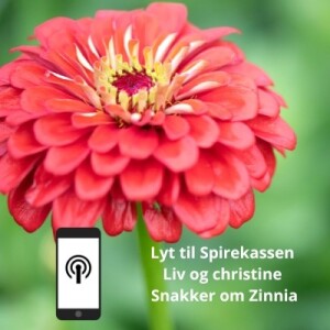 Lær om Zinnia