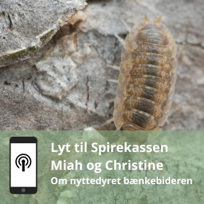 Jordens skraldemand og kvinde