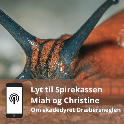 Kend din dræbersnegl