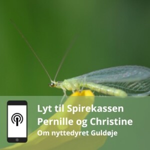 Insektet med guldøjne