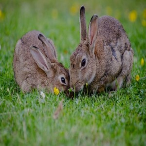 #103. Watership Down - nivel B1