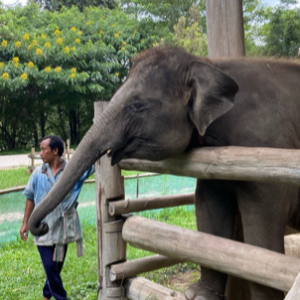 Guardians of the Giants: Elephant Ecotourism in Thailand