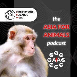 Macaque Tales: Amanda Yonica