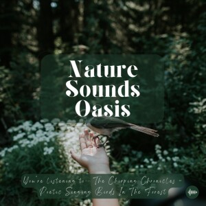 1 Hour Of Relaxing Birds Singing In A Dreamy Forest For Sleep, Meditation, Relaxation, Stress-Relief Or Focus - Chirping Birds, Birdsong, Bird Music, ...