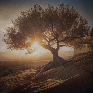 Resurrection Week | The Vine and The Fig Tree