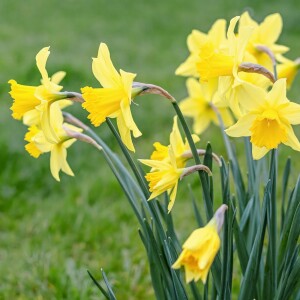 Daffodils and Spring