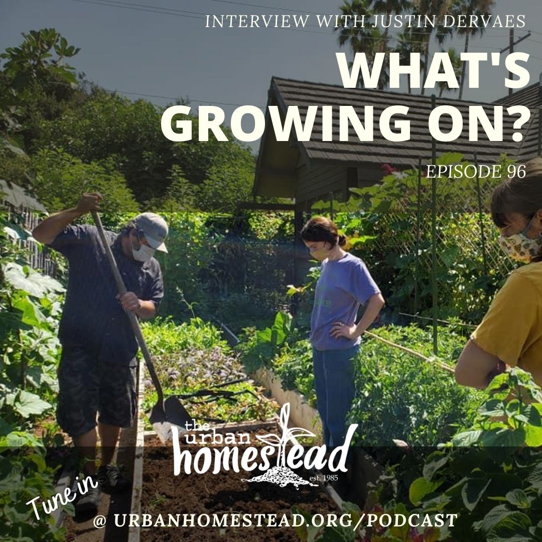 Urban Homestead Radio Episode 96: Interview with Justin Dervaes - Summer Garden Updates