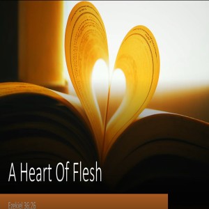 A heart of flesh