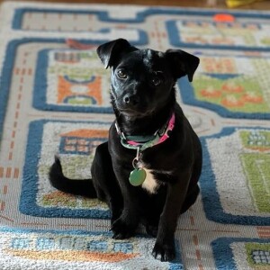 Pet of the Week - Lucky Paws