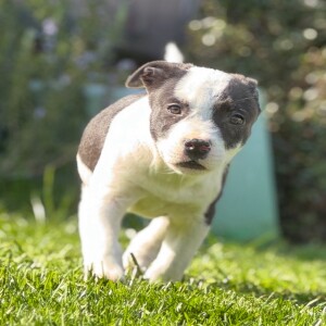 Pet of the Week - Lucky Paws