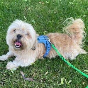 Pet of the Week - Lucky Paws
