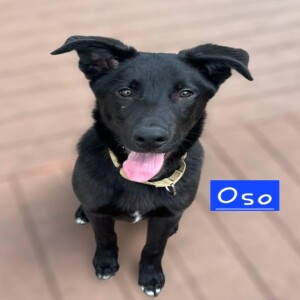 Pet of the Week - Lucky Paws