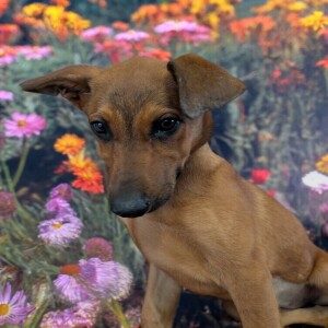 Pet of the Week - Lucky Paws