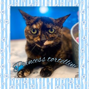 Pet of the Week - Lucky Paws