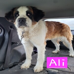 Pet of the Week - Lucky Paws