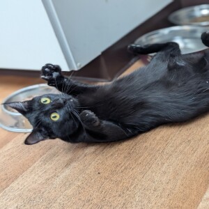 Pet of the Week - Lucky Paws