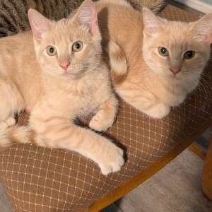 Pet of the Week - Lucky Paws