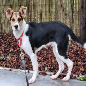 Pet of the Week - Lucky Paws