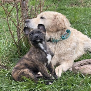 Pet of the Week - Lucky Paws