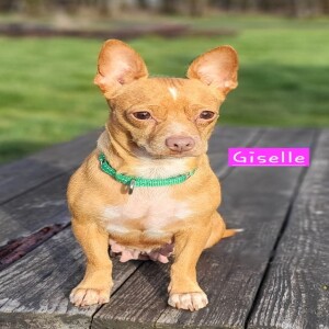 Pet of the Week - Lucky Paws