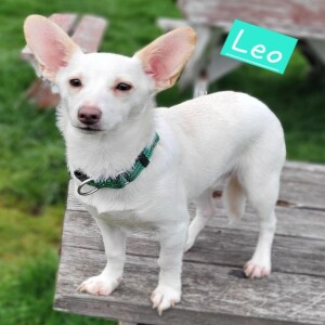 Pet of the Week - Lucky Paws