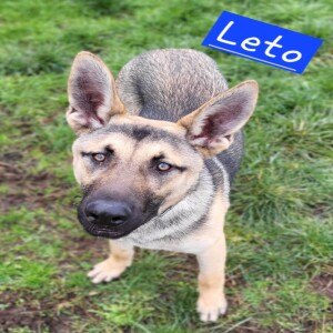 Pet of the Week - Lucky Paws