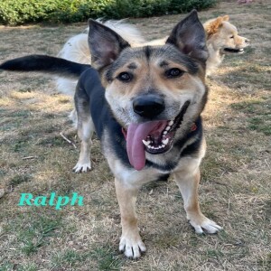 Pet of the Week - Lucky Paws