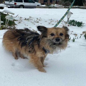 Pet of the Week - Lucky Paws