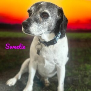 Pet of the Week - Lucky Paws
