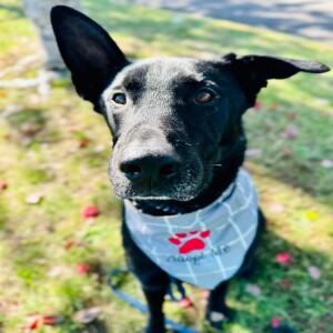 Pet of the Week - Lucky Paws