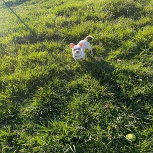 Pet of the Week - Lucky Paws